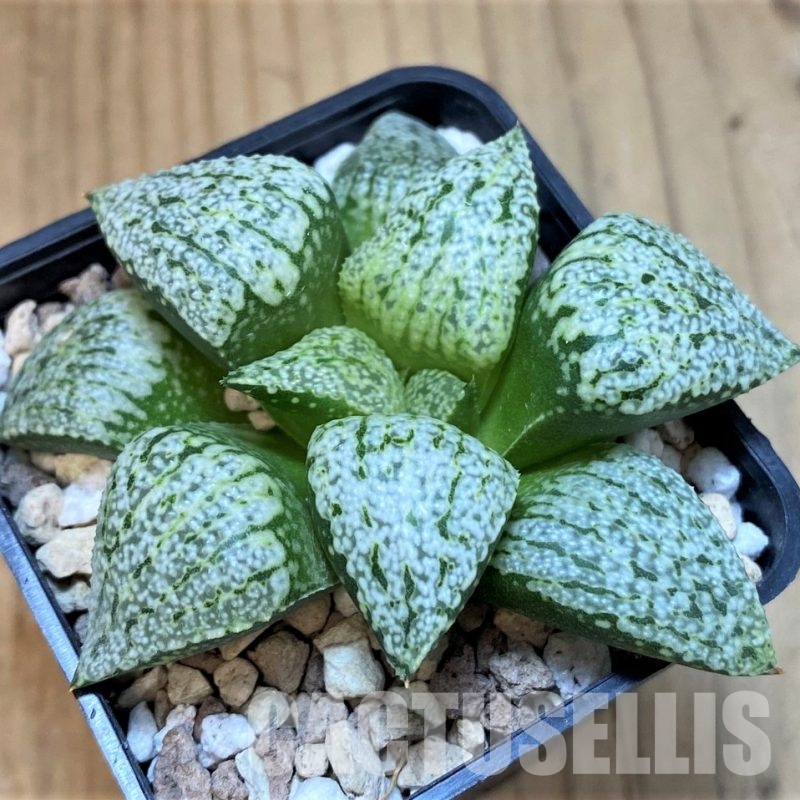 SH30090 Haworthia picta ‘White Magic’