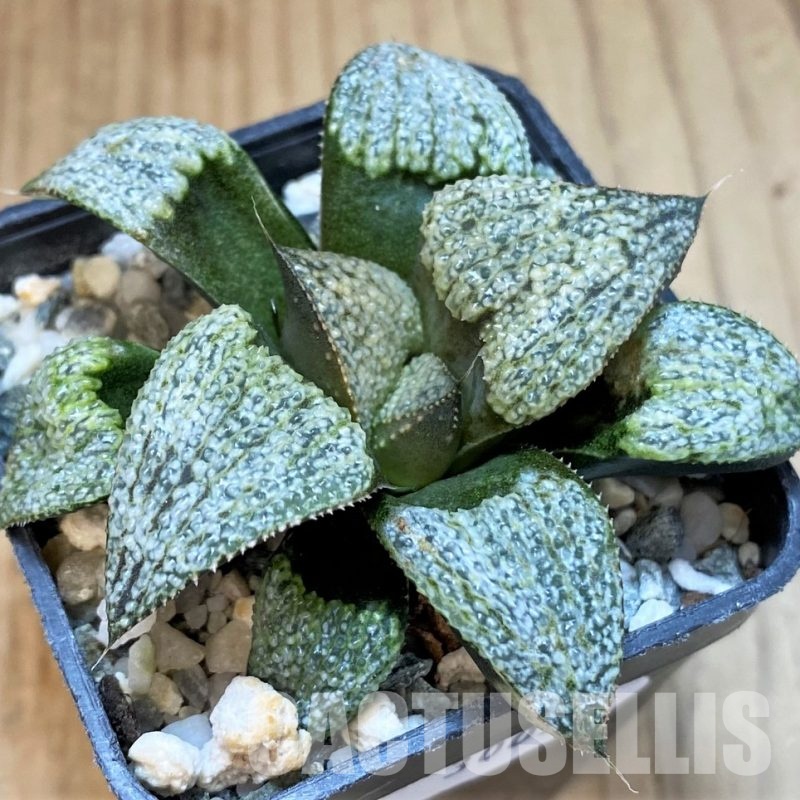 SH30092 Haworthia splendens GM 452