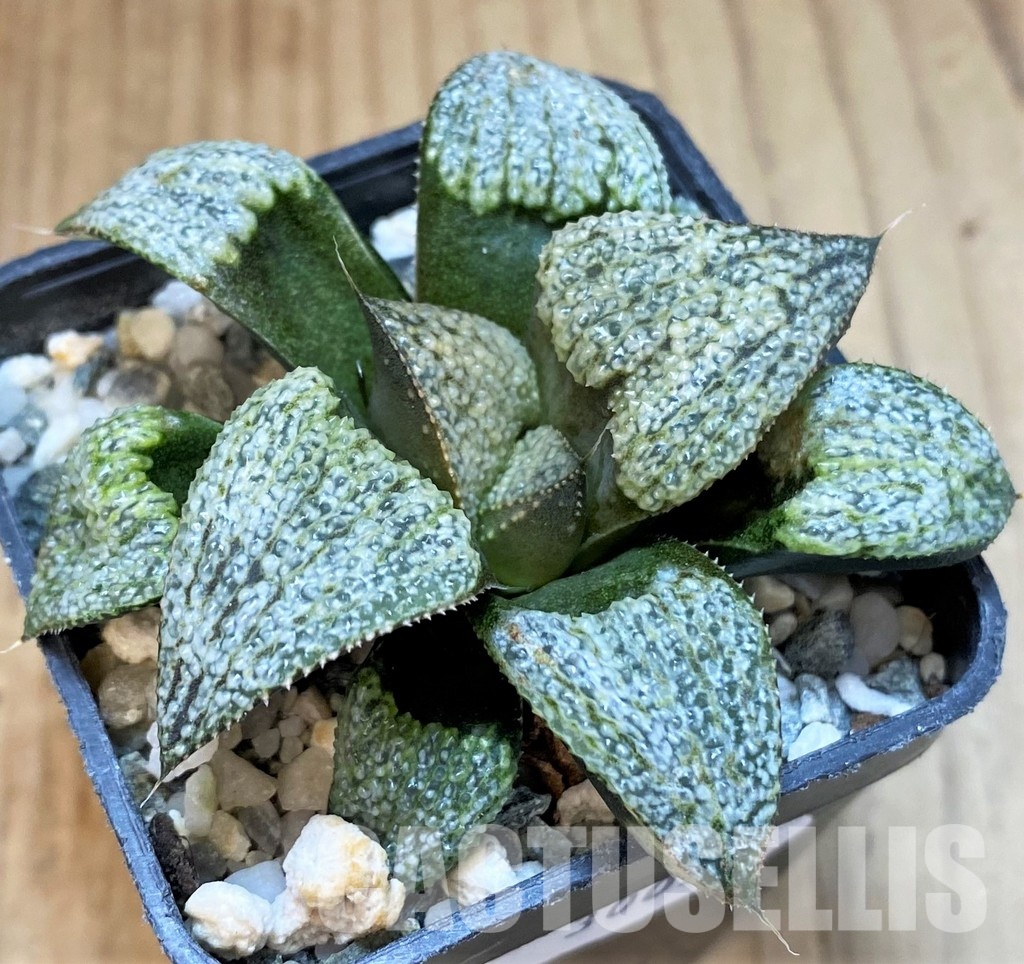SH30092 Haworthia splendens GM 452