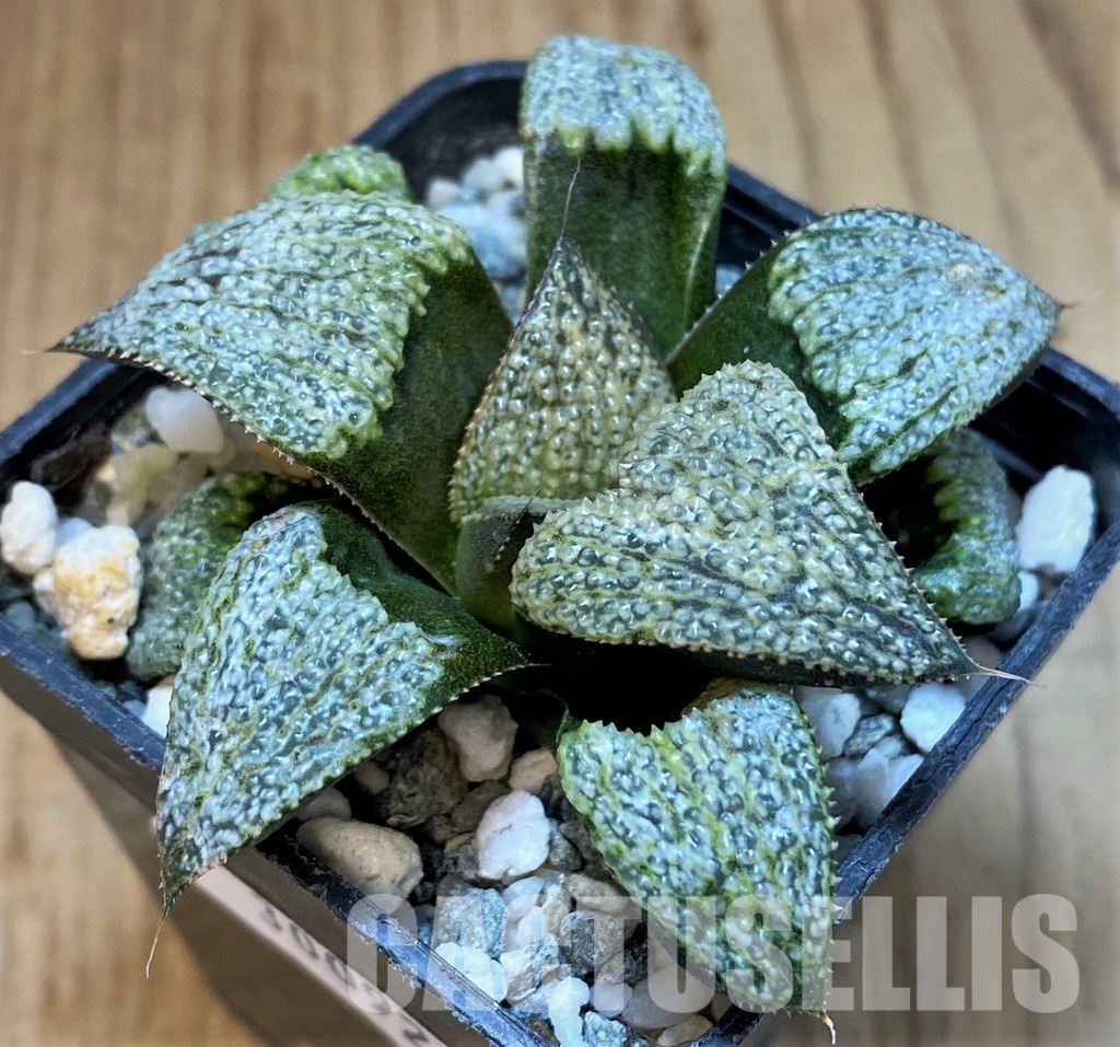 SH30092 Haworthia splendens GM 452 - Image 2