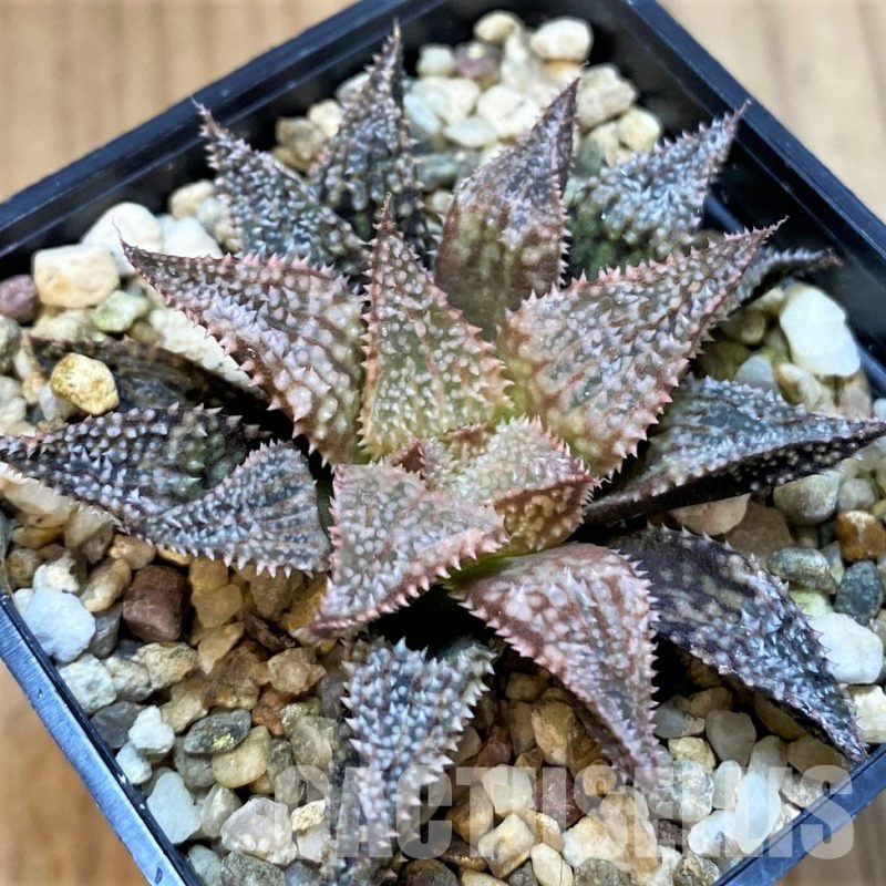 SH30093 Haworthia 'Hakuma'