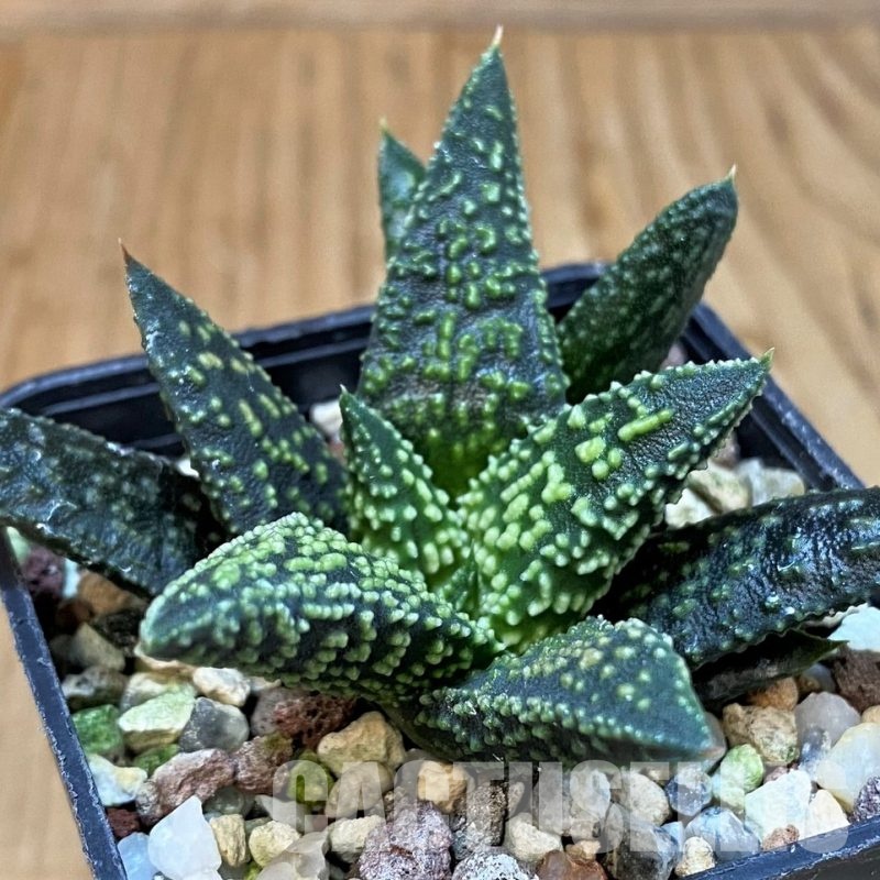 SH30094 Haworthia minima x 'Kintaikyo'