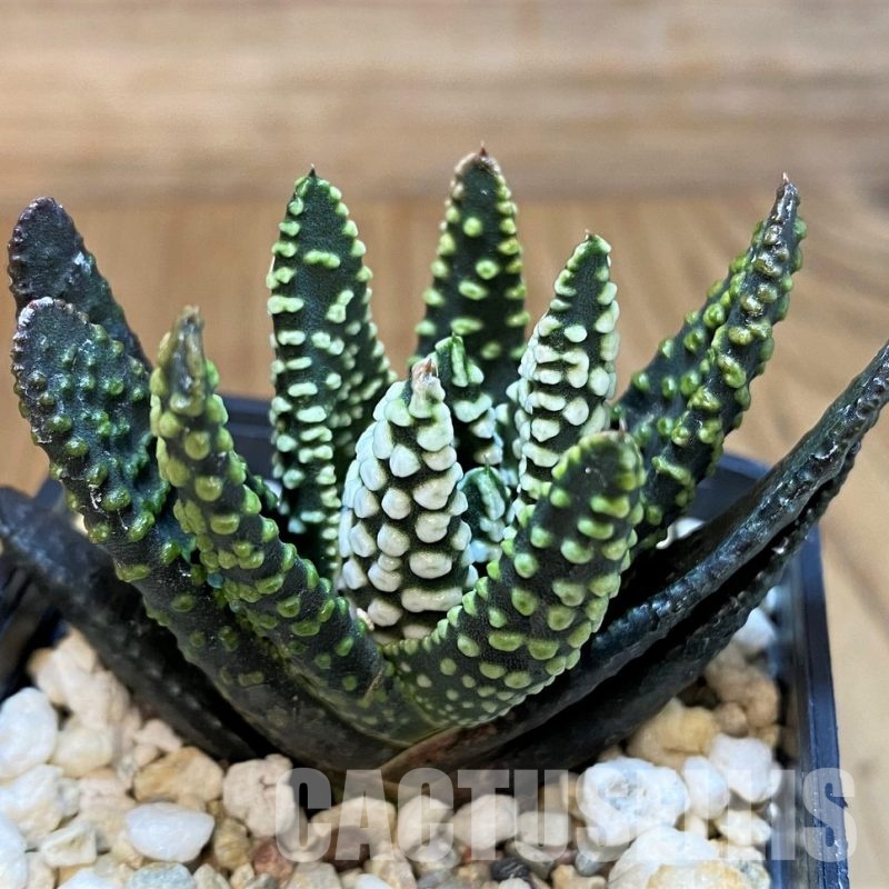 SH30095 Haworthia pumila 'Donut' SH
