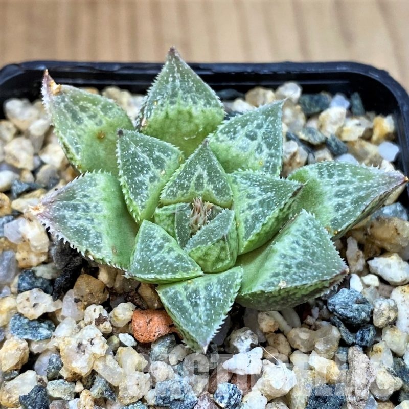 SH30096 Haworthia 'Sasameyuki' HWX-4