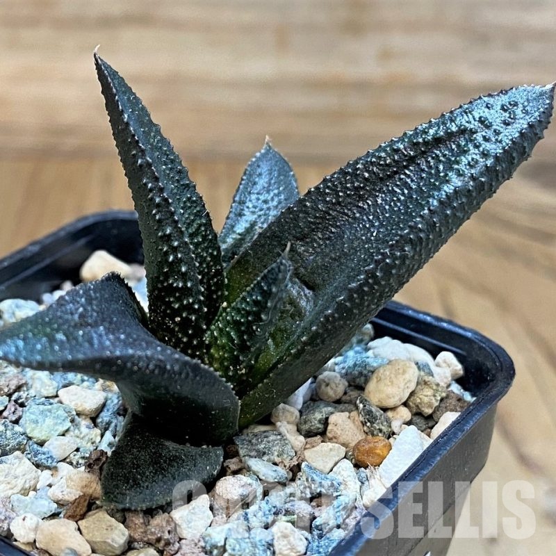 SH30098 Haworthia scabra