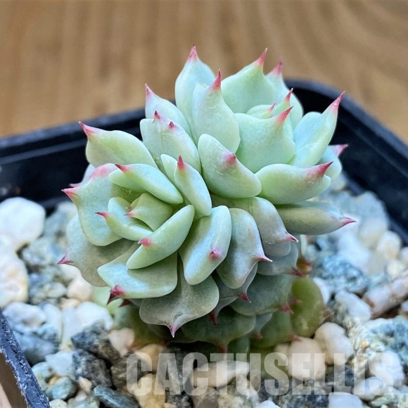 SH30100 Echeveria minima