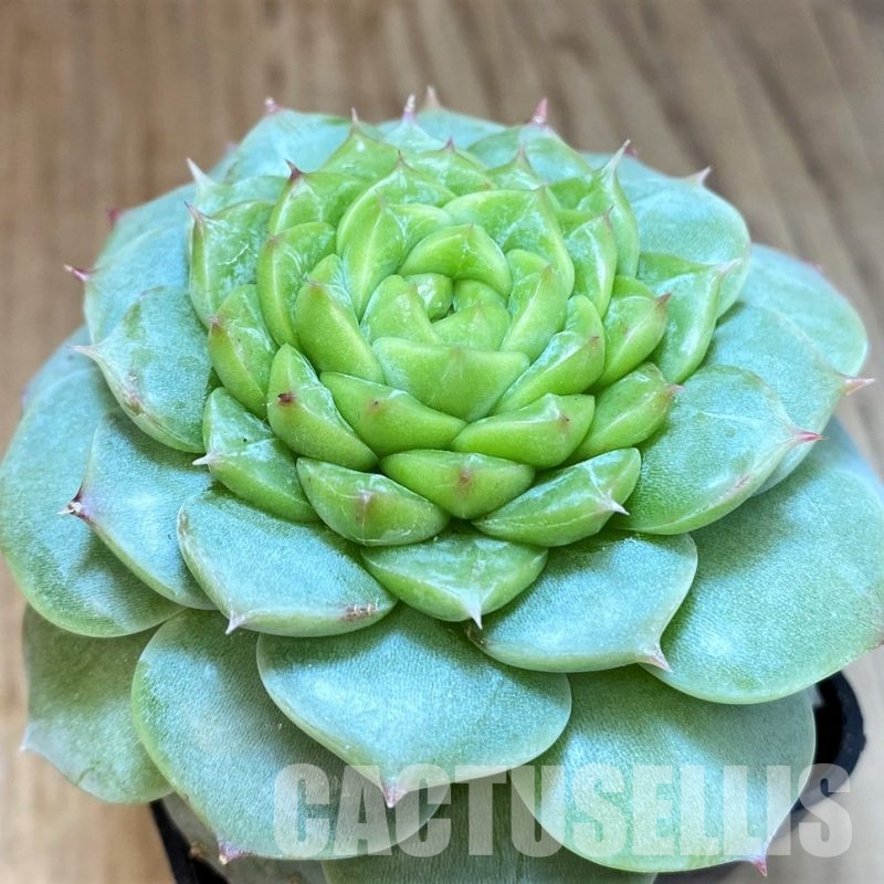 SH30101 Echeveria 'Red Velvet'
