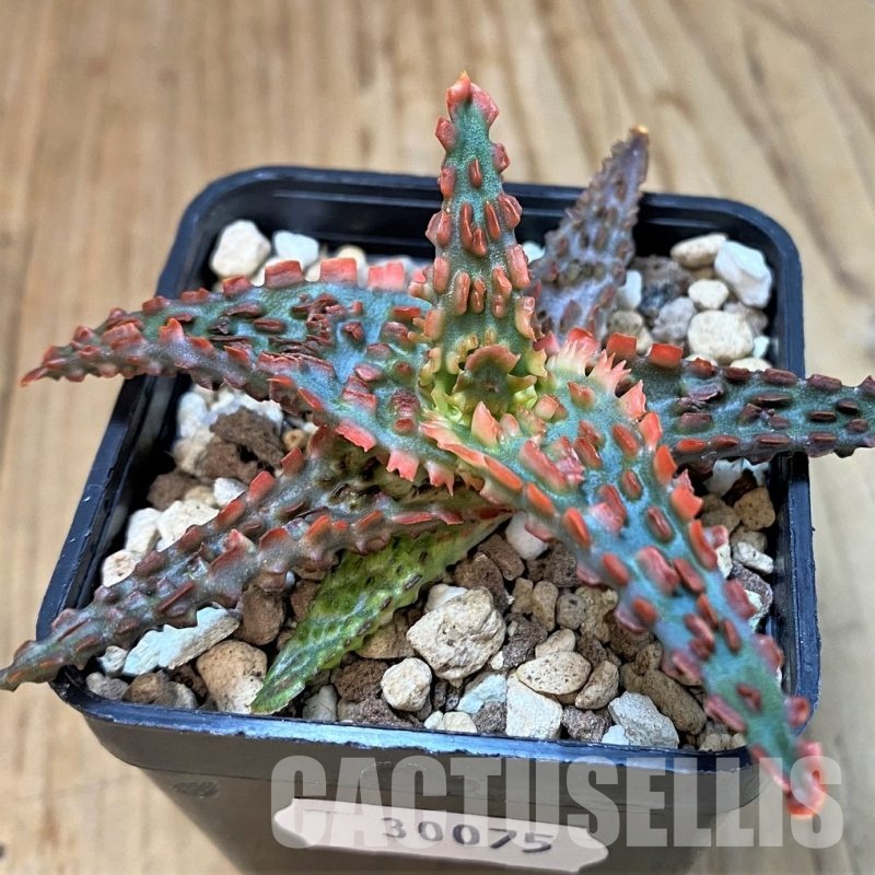 SH30075 Aloe TCT hybrid