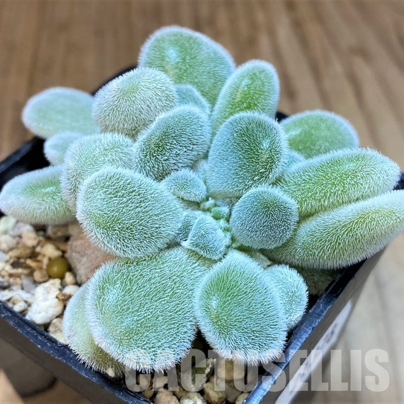 SH30102 Echeveria pulvinata ‘Frosty’ f. cristata