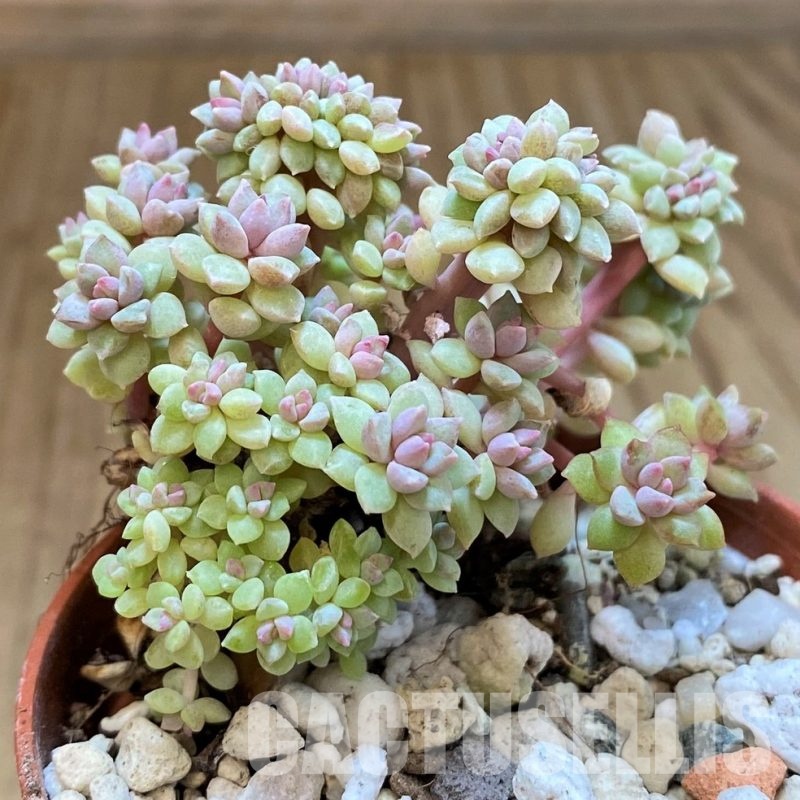 SH30103 Graptosedum monstrosa f. cristata