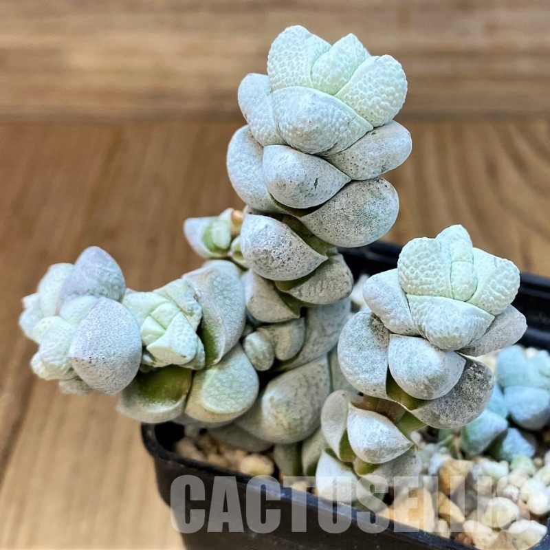 SH30104 Crassula deceptor