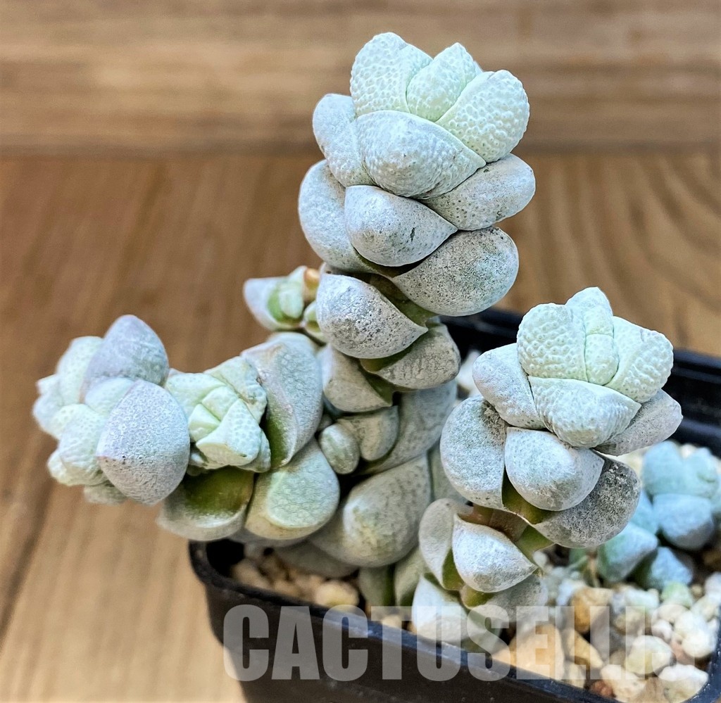 SH30104 Crassula deceptor