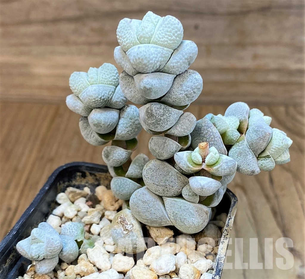 SH30104 Crassula deceptor - Imagen 2