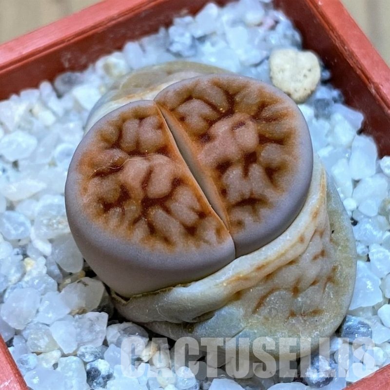 SH30208 Lithops karasmontana