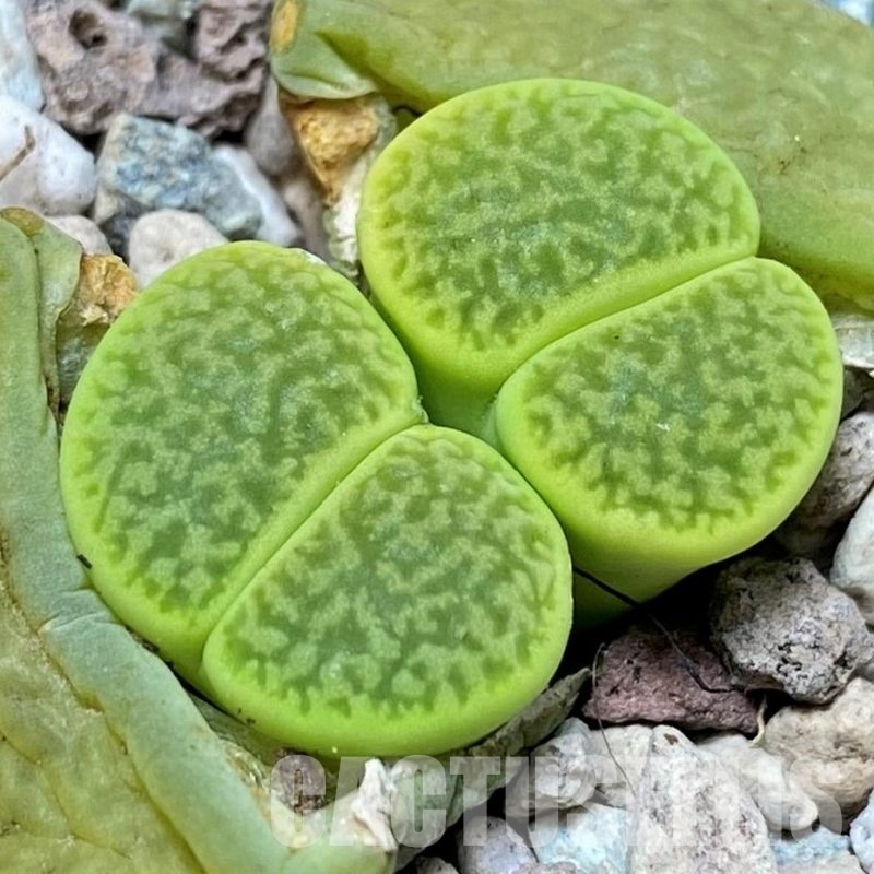 SH30254 Lithops hookeri v. dabneri 'Annarosa'
