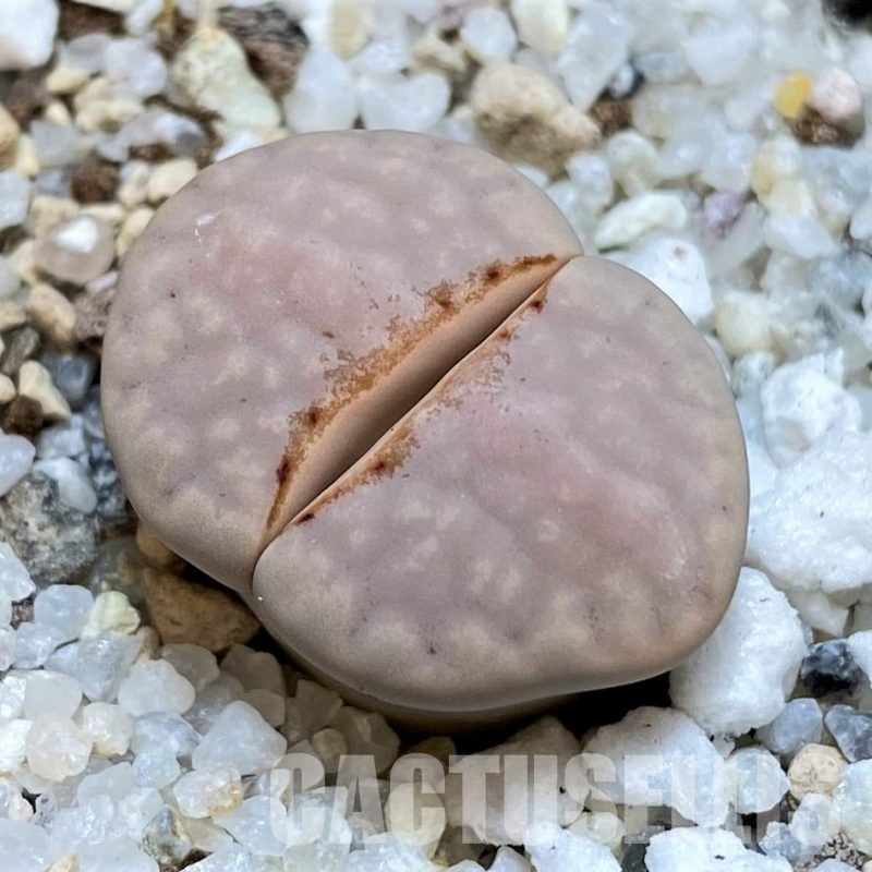 SH30255 Lithops julii 'Littlewoodii' C218A