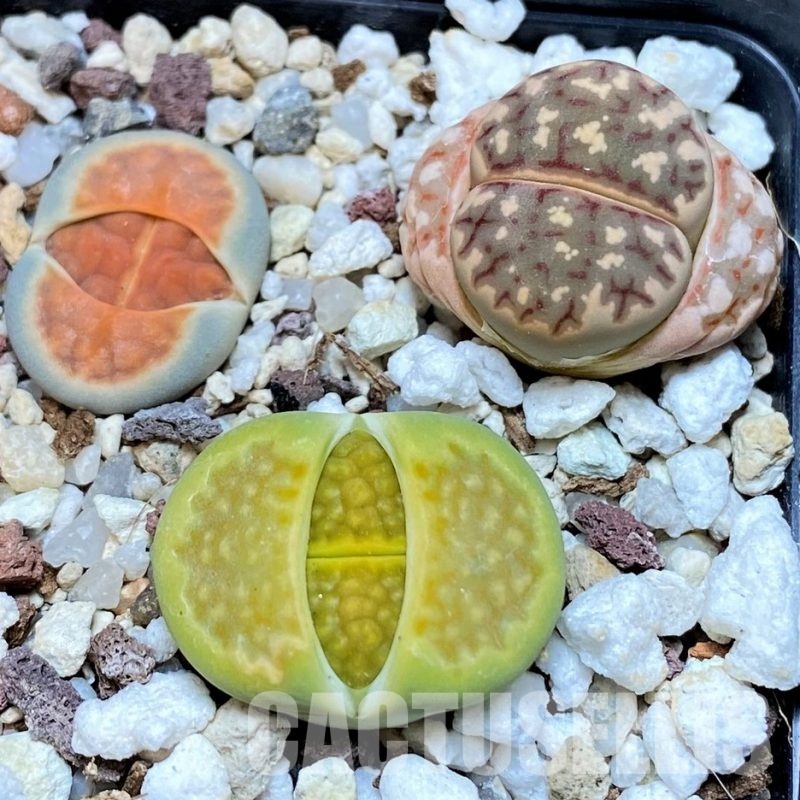 SH30256 Lithops mix