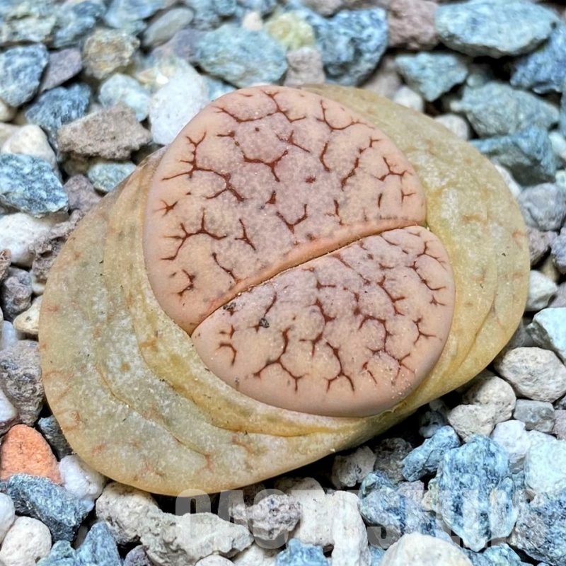 SH30257 Lithops gracilidelineata v. waldroniae 'Fritz's White Lady' C189