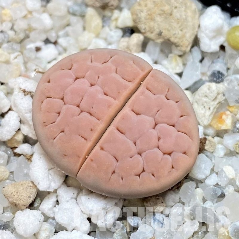 SH30258 Lithops karasmontana v. eberlanzii