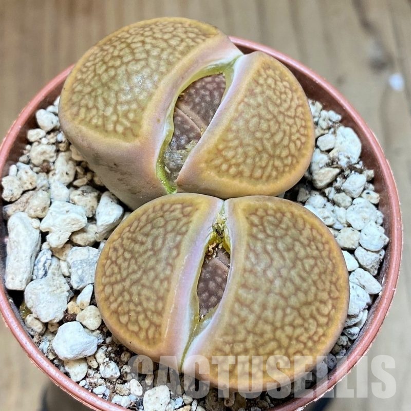 SH30259 Lithops hookeri C114