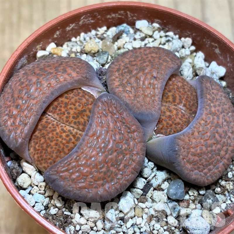 SH30260 Lithops fulviceps C170