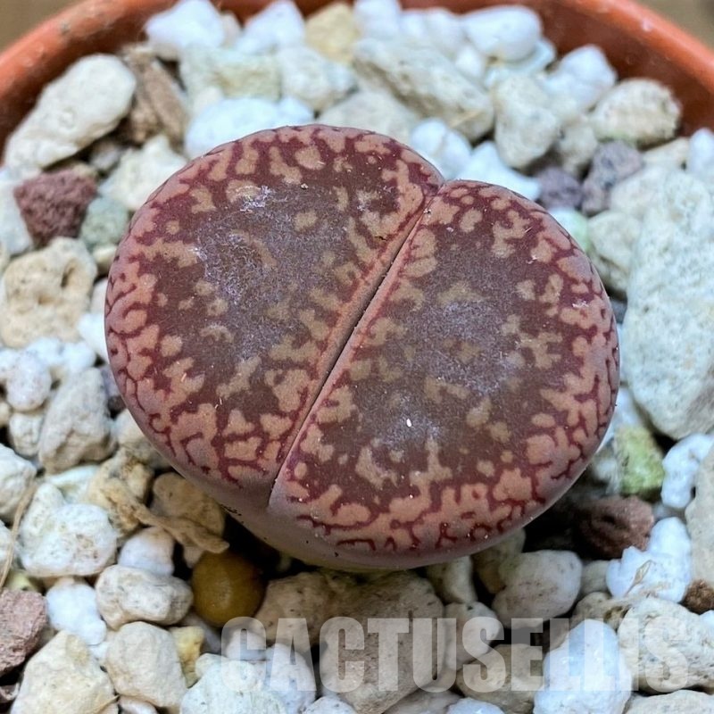 SH30261 Lithops aucampiae