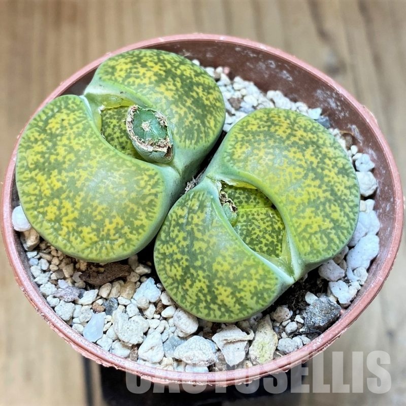 SH30262 Lithops lesliei v. albinica C036A