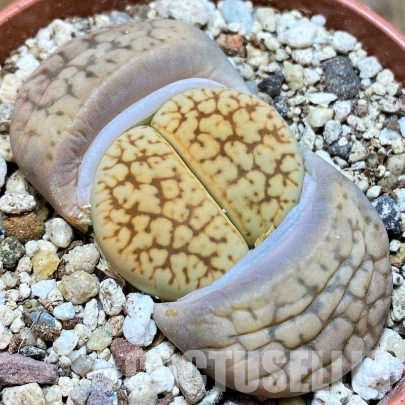 SH30263 Lithops gesinae C207