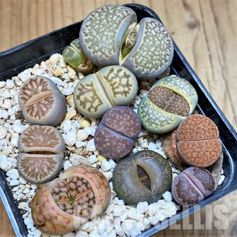 SH30265 Lithops mix