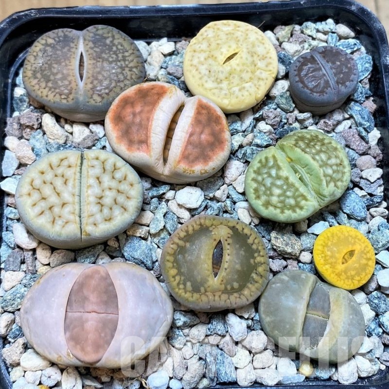 SH30266 Lithops mix