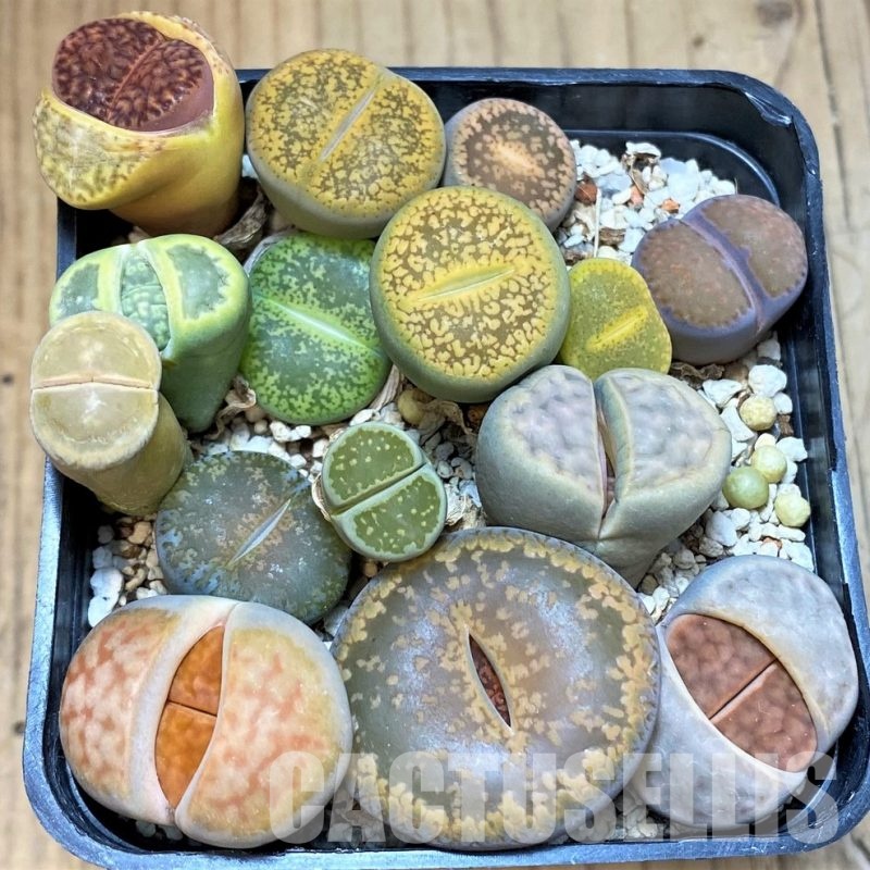 SH30267 Lithops mix