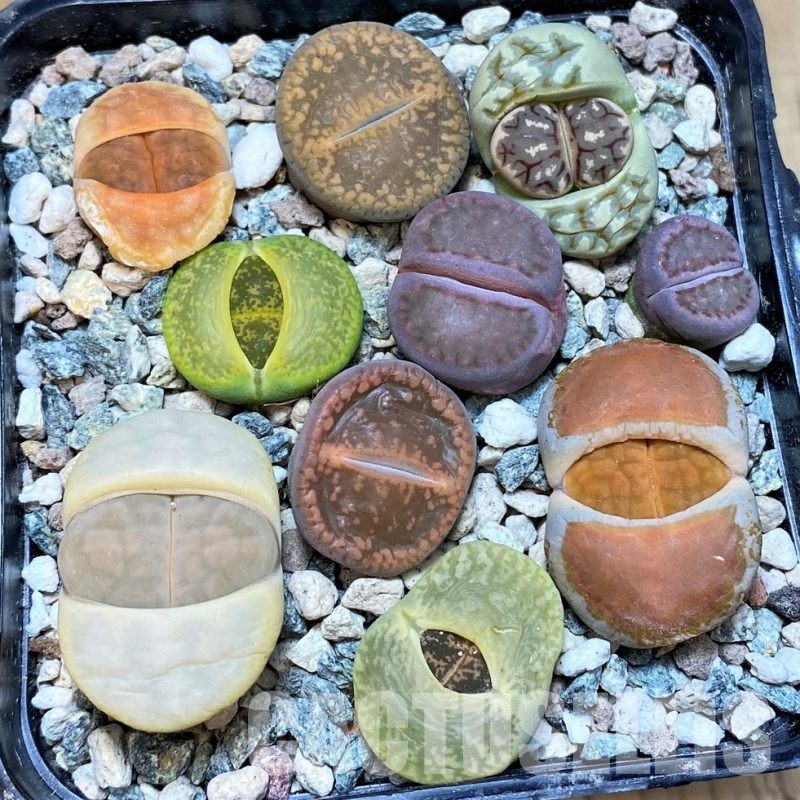SH30268 Lithops mix
