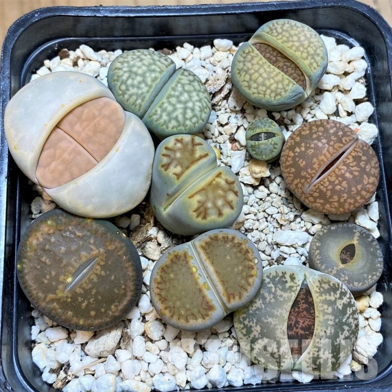 SH30269 Lithops mix