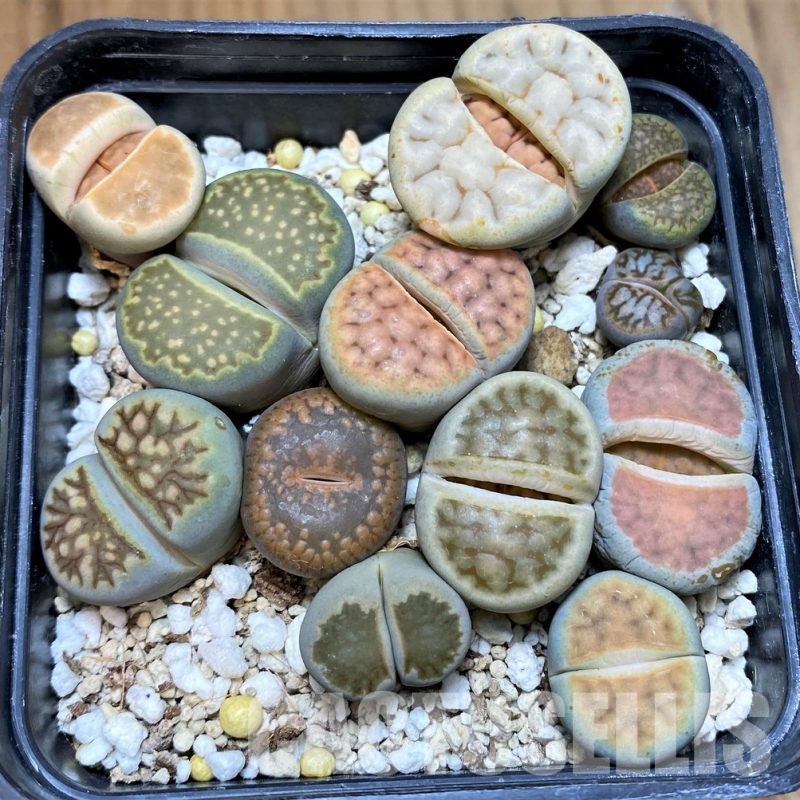 SH30270 Lithops mix