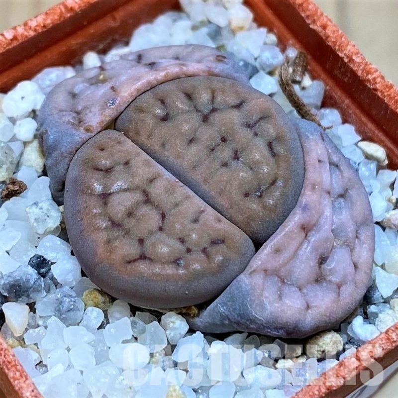 SH30210 Lithops schwantesii v. urikosensis C083