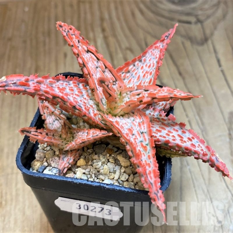 SH30273 Aloe TCT hybrid