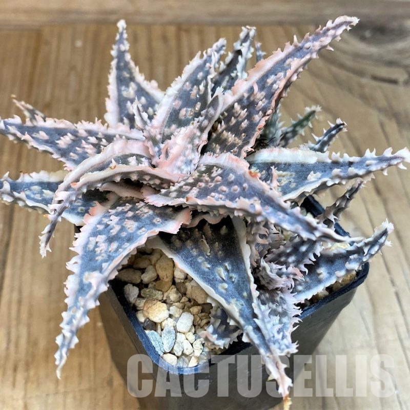 SH30274 Aloe TCT hybrid