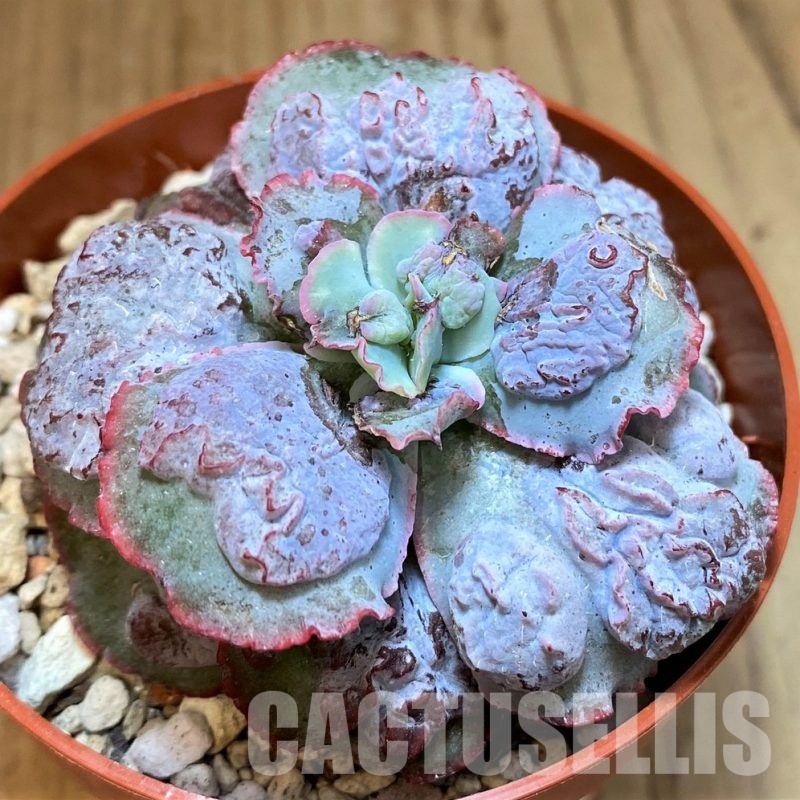 SH30275 Echeveria 'Linguas'