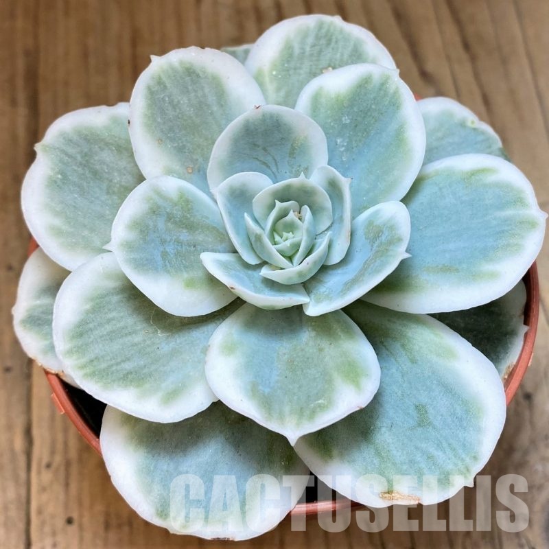 SH30276 Echeveria ‘Lemon Lime’