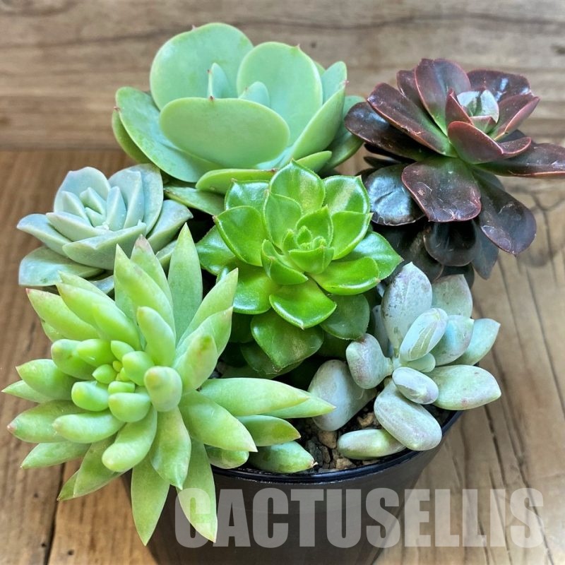 SH30277 Succulents mix