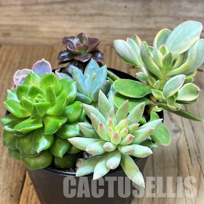 SH30278 Succulents mix