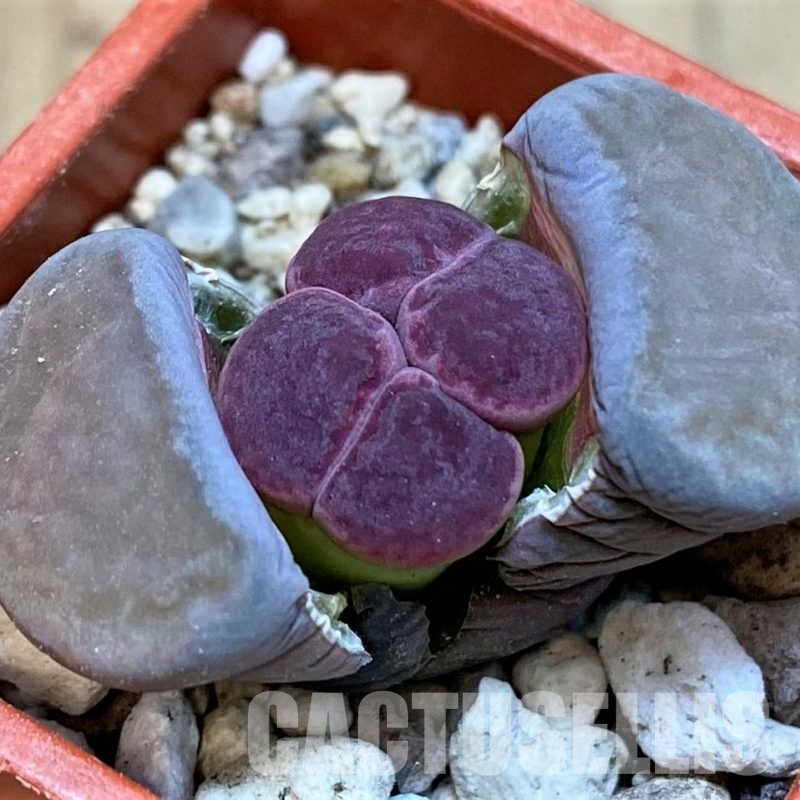 SH30211 Lithops salicola 'Sato's Violet'