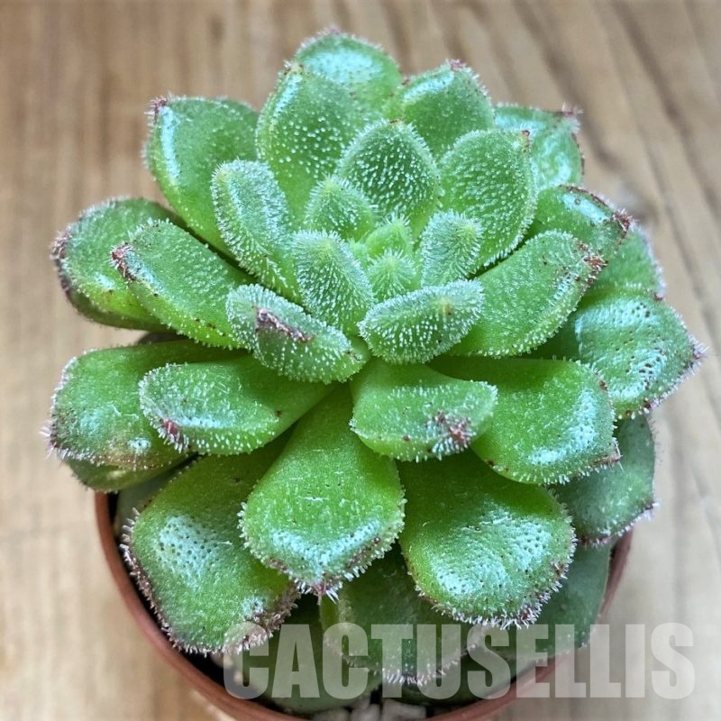 SH30280 Echeveria ‘Sugar Coral’