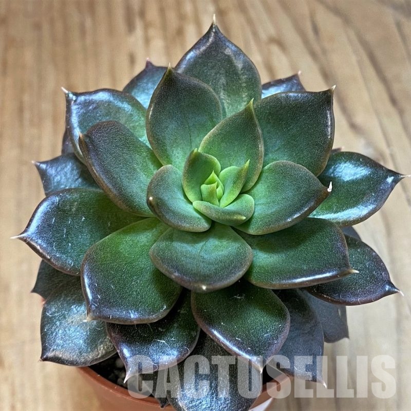 SH30281 Echeveria 'Black Prince'