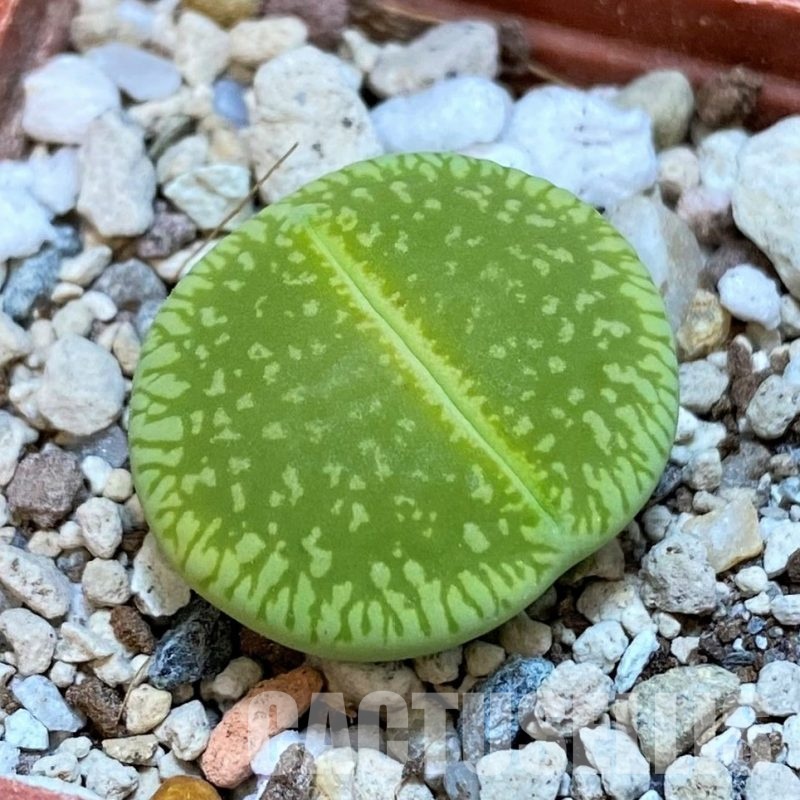 SH30212 Lithops aucampiae 'Jackson's Jade'