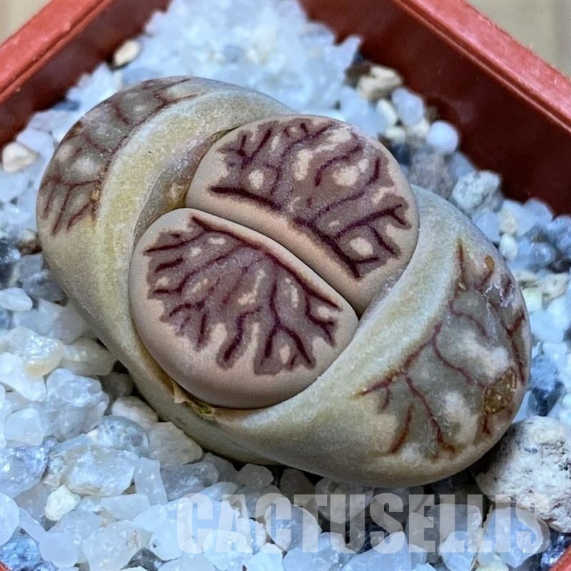SH30213 Lithops julii 'Kikushogiyoku'