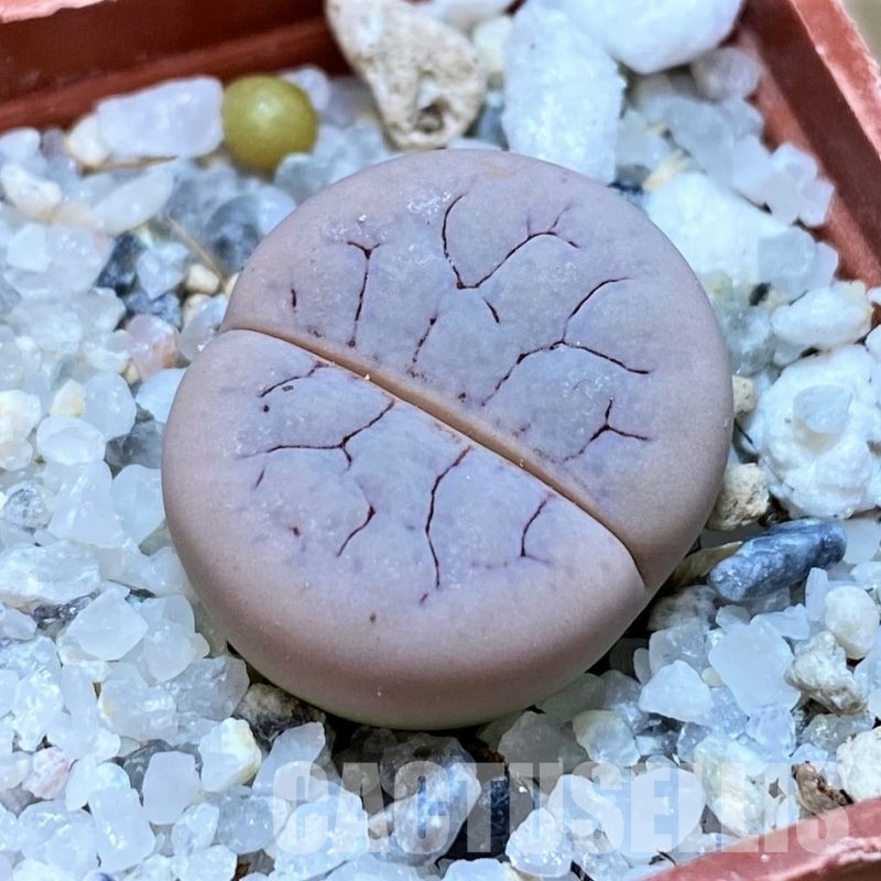 SH30204 Lithops gracilidelineata C373
