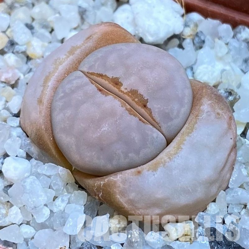 SH30214 Lithops julii 'Littlewoodii' C218A