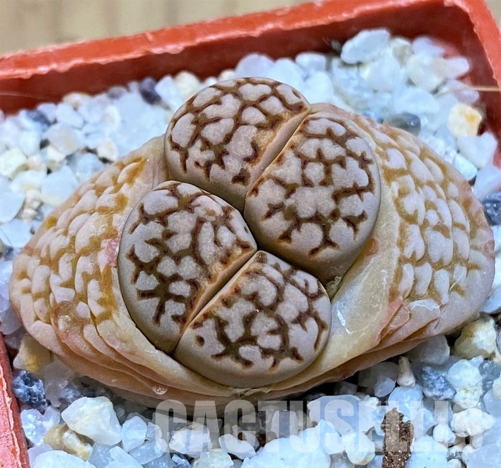SH30215 Lithops julii C063