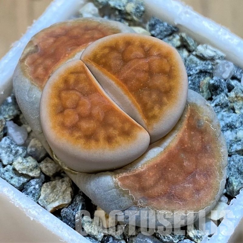 SH30216 Lithops karasmontana 'Lateritia'